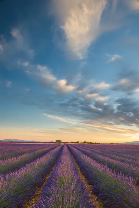 Framed Print : Evening Light Over Lavender Field, Provence, France Framed Print : Evening Light Over Lavender Field, Provence, France