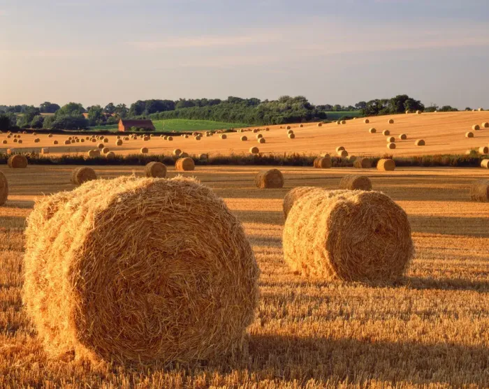Framed Print : Evening Light on Strawbales, Surlingham, Norfolk, England