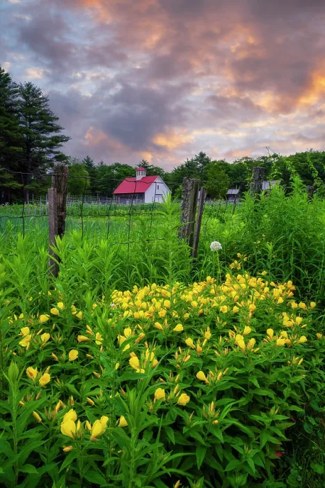 Framed Print : Evening primose at sunrise on a farm in North Sutton, New Hampshire, USA Framed Print : Evening primose at sunrise on a farm in North Sutton, New Hampshire, USA