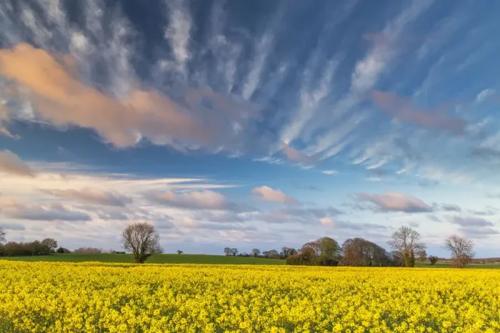 Framed Print : Evening Sky Over Field of Rape, Norfolk, England Framed Print : Evening Sky Over Field of Rape, Norfolk, England