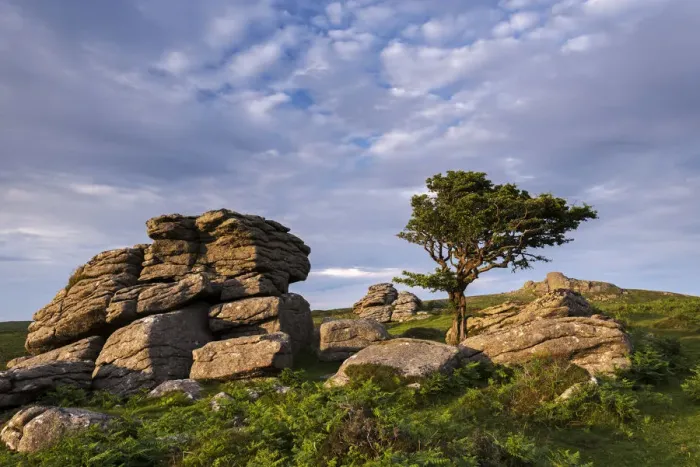 Framed Print : Evening sunlight over moorland near Haytor, Dartmoor National Park, Devon, England Framed Print : Evening sunlight over moorland near Haytor, Dartmoor National Park, Devon, England