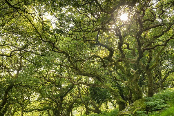 Evening sunlight shining through a verdant deciduous woodland, Dartmoor National Park
