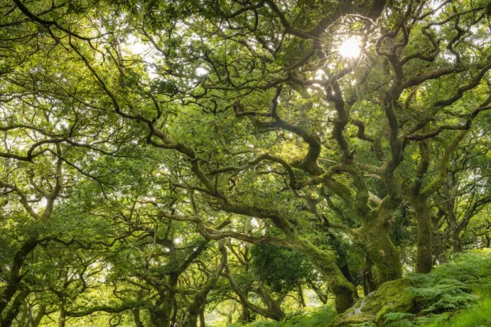 Framed Print : Evening sunlight shining through a verdant deciduous woodland, Dartmoor National Park Framed Print : Evening sunlight shining through a verdant deciduous woodland, Dartmoor National Park