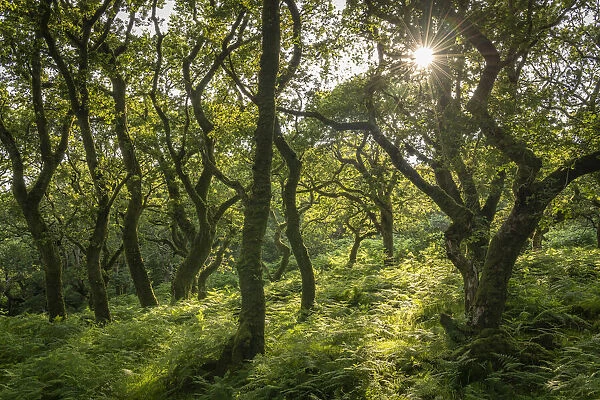Evening sunlight in a verdant deciduous woodland, Dartmoor National Park, Devon, England