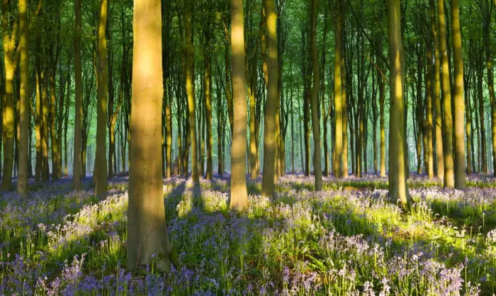 Framed Print : Evening sunlight in West Woods bluebell woodland, Lockeridge, Wiltshire, England. Spring Framed Print : Evening sunlight in West Woods bluebell woodland, Lockeridge, Wiltshire, England. Spring