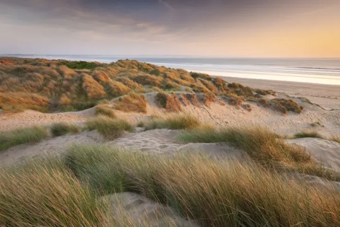 Framed Print : Evening sunshine on the dunes of Braunton Burrows, looking over Saunton Sands Beach Framed Print : Evening sunshine on the dunes of Braunton Burrows, looking over Saunton Sands Beach