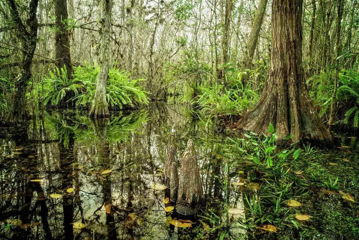 Framed Print : Everglades National Park, Big Cypress Natural Preserve, Florida Framed Print : Everglades National Park, Big Cypress Natural Preserve, Florida
