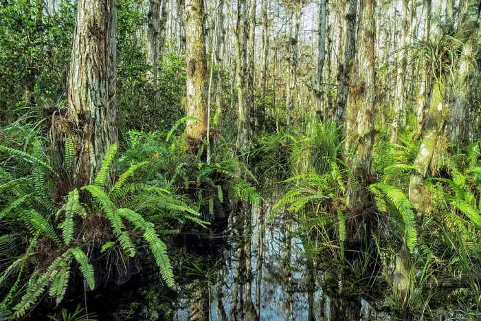 Framed Print : Everglades National Park, Big Cypress Natural Preserve, Florida Framed Print : Everglades National Park, Big Cypress Natural Preserve, Florida