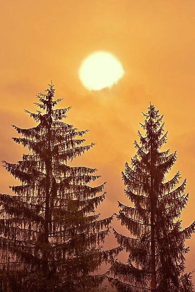 Evergreen trees at sunrise in fog, Prudhomme Lake Provincial Park, British Columbia, Canada