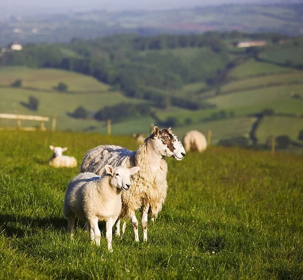 Ewe and lamb in a field in Devon, England. Summer (June) 2009