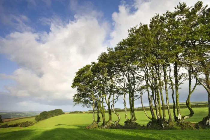 Framed Print : Exmoor beech hedge in a field near North Radworthy, Exmoor National Park, Devon, England Framed Print : Exmoor beech hedge in a field near North Radworthy, Exmoor National Park, Devon, England