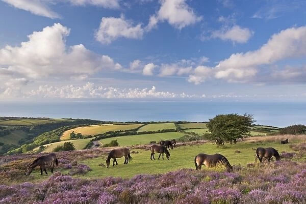 Exmoor Ponies grazing on heather covered moorland on Porlock Common, Exmoor, Somerset, England