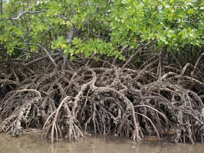 Framed Print : The exposed barnacle-encrusted roots of mangrove trees Framed Print : The exposed barnacle-encrusted roots of mangrove trees