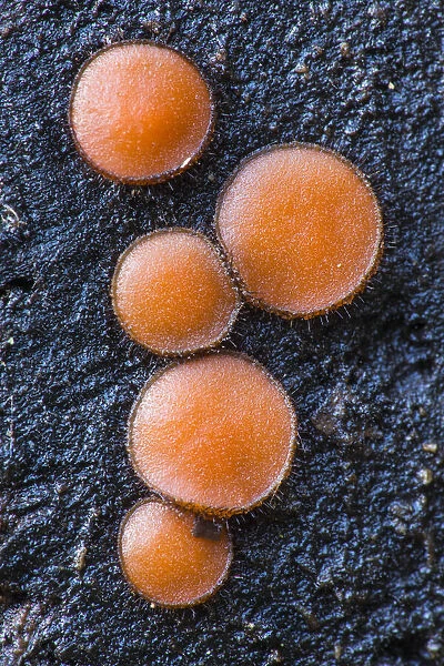 Eyelash fungus (Scutellinia scutellata) New Forest National Park, Hampshire, England, UK
