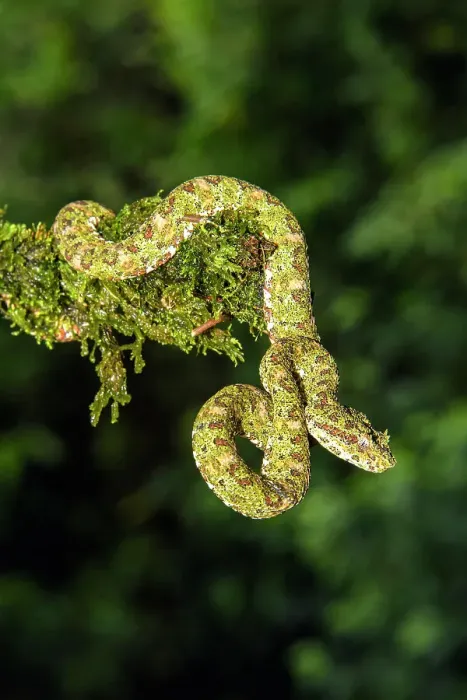 Framed Print : Eyelash viper (Bothriechis schlegelii), Laguna del lagarto, Alajuela, Costa Rica Framed Print : Eyelash viper (Bothriechis schlegelii), Laguna del lagarto, Alajuela, Costa Rica