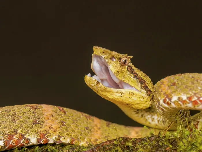 Framed Print : Eyelash Viper (Bothriechis schlegelii) green phase, Boca Tapada, Alajuela Province, Costa Rica
