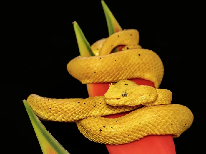 Framed Print : Eyelash Viper (Bothriechis schlegelii) yellow phase, Boca Tapada, Alajuela Province, Costa Rica Framed Print : Eyelash Viper (Bothriechis schlegelii) yellow phase, Boca Tapada, Alajuela Province, Costa Rica