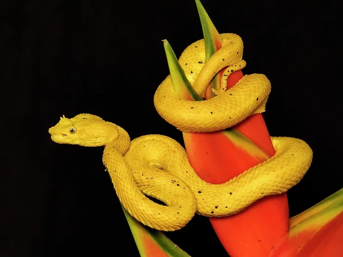Framed Print : Eyelash Viper (Bothriechis schlegelii) yellow phase, Boca Tapada, Alajuela Province, Costa Rica Framed Print : Eyelash Viper (Bothriechis schlegelii) yellow phase, Boca Tapada, Alajuela Province, Costa Rica
