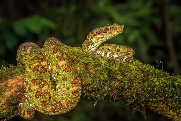 Framed Print : Eyelash Viper (Bothriechis schlegelii) yellow phase in Lowland Caribbean Rainforest habitat, Boca Tapada, Costa Rica Framed Print : Eyelash Viper (Bothriechis schlegelii) yellow phase in Lowland Caribbean Rainforest habitat, Boca Tapada, Costa Rica