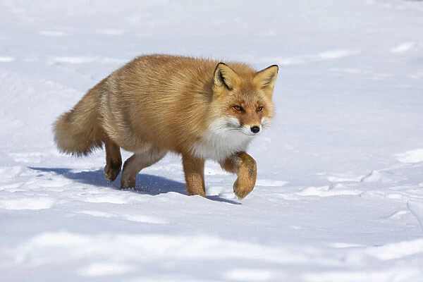Ezo Red Fox (Vulpes vulpes schrencki) walking in snow, Hokkaido, Japan