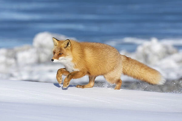 Ezo Red Fox (Vulpes vulpes schrencki) running in snow, Hokkaido, Japan
