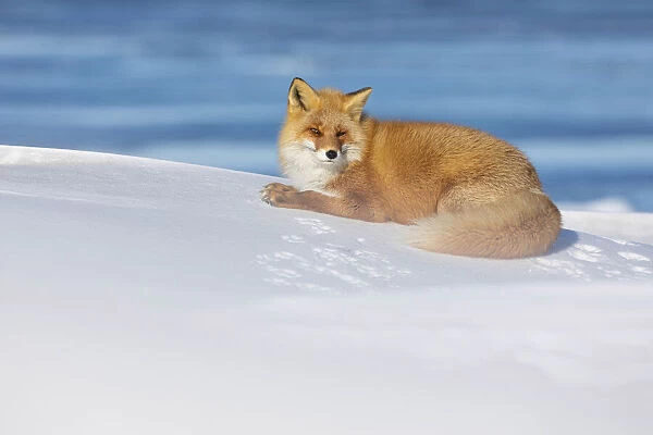 Ezo Red Fox (Vulpes vulpes schrencki) resting in snow, Hokkaido, Japan