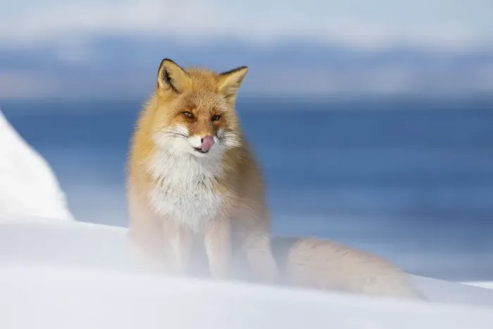 Framed Print : Ezo Red Fox (Vulpes vulpes schrencki) in snow, Hokkaido, Japan