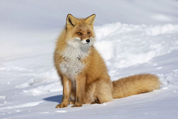 Ezo Red Fox (Vulpes vulpes schrencki) in snow, Hokkaido, Japan