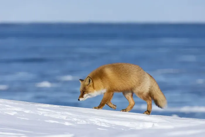 Framed Print : Ezo Red Fox (Vulpes vulpes schrencki) walking in snow, Hokkaido, Japan Framed Print : Ezo Red Fox (Vulpes vulpes schrencki) walking in snow, Hokkaido, Japan