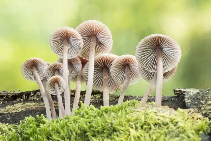 Framed Print : Fairies Bonnets (Coprinus disseminatus), New Forest National Park, Hampshire, England Framed Print : Fairies Bonnets (Coprinus disseminatus), New Forest National Park, Hampshire, England
