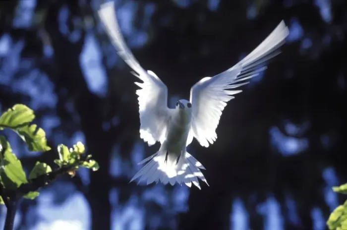 Framed Print : Fairy tern in flight (Gygis alba monte), Aride Island Framed Print : Fairy tern in flight (Gygis alba monte), Aride Island