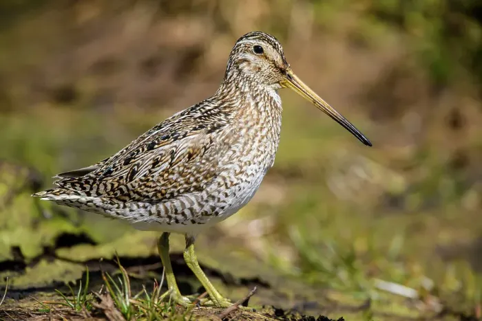 Framed Print : Falklands Snipe / Magellanic snipe (Gallinago magellanica ), Sea Lion Island, East Falkland, Falkland Islands Framed Print : Falklands Snipe / Magellanic snipe (Gallinago magellanica ), Sea Lion Island, East Falkland, Falkland Islands