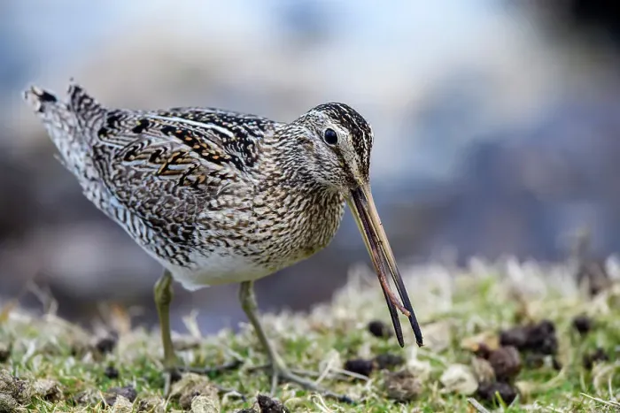 Framed Print : Falklands Snipe / Magellanic snipe (Gallinago magellanica ), Sea Lion Island, West Falkland, Falkland Islands Framed Print : Falklands Snipe / Magellanic snipe (Gallinago magellanica ), Sea Lion Island, West Falkland, Falkland Islands