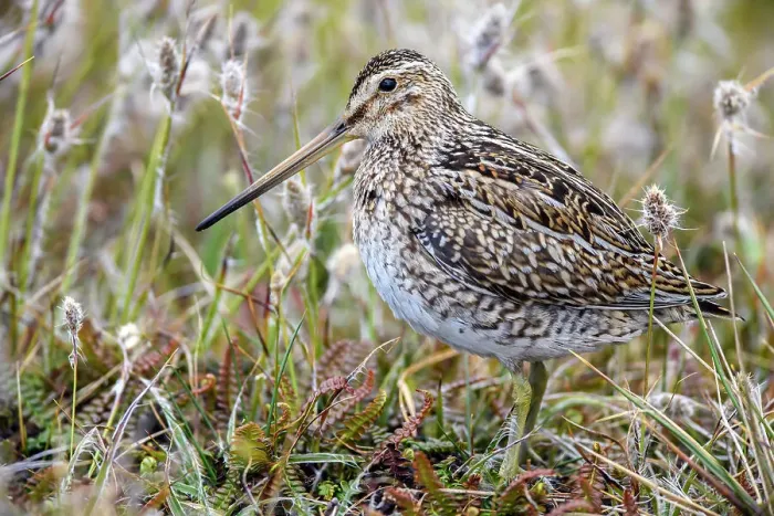 Framed Print : Falklands Snipe / Magellanic snipe (Gallinago magellanica ), Sea Lion Island, West Falkland, Falkland Islands Framed Print : Falklands Snipe / Magellanic snipe (Gallinago magellanica ), Sea Lion Island, West Falkland, Falkland Islands