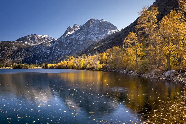 Fall colours along the banks of Silver Lake, with Mt Carson beyond, Sierra Nevadas