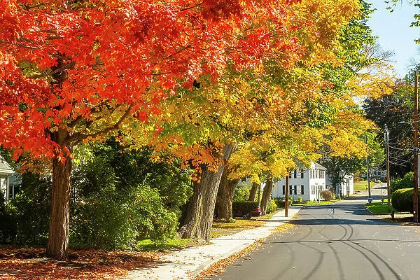 Fall colours, Ipswich, Massachusetts, USA