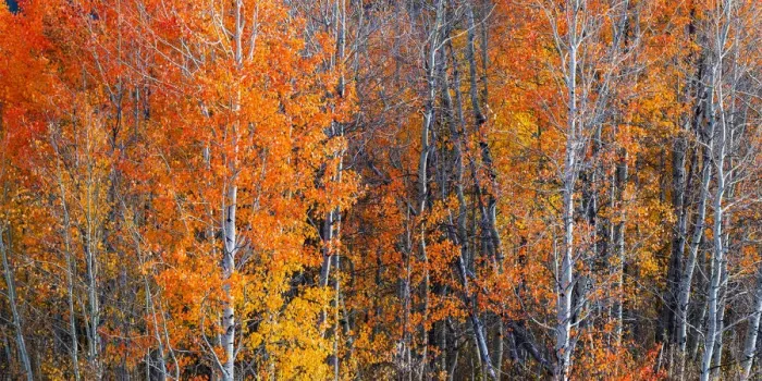 Framed Print : Fall Colours at Oxbow bend, Grand Teton National Park, Wyoming, USA Framed Print : Fall Colours at Oxbow bend, Grand Teton National Park, Wyoming, USA