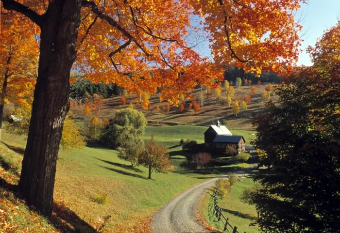Framed Print : Fall foliage