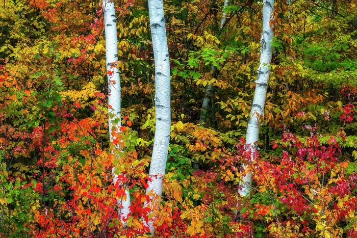 Framed Print : Fall foliage around birch trees, Shelburne, New Hampshire, USA Framed Print : Fall foliage around birch trees, Shelburne, New Hampshire, USA