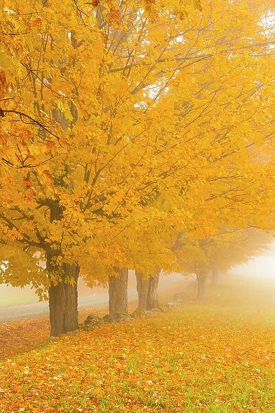 Fall foliage, Woodstock, Vermont, USA