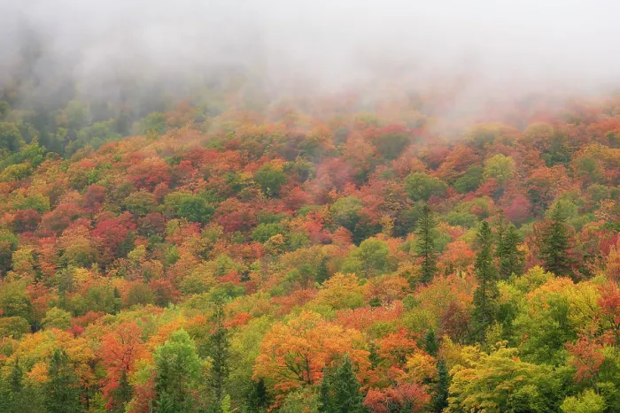 Framed Print : Fall folliage in fog, Dixville, New Hampshire, USA Framed Print : Fall folliage in fog, Dixville, New Hampshire, USA