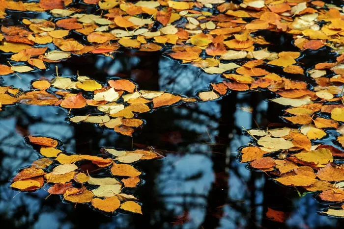 Framed Print : Fallen birch leaves with forest reflection in woodland pond, Lake Superior Provincial Park, Ontario, Canada