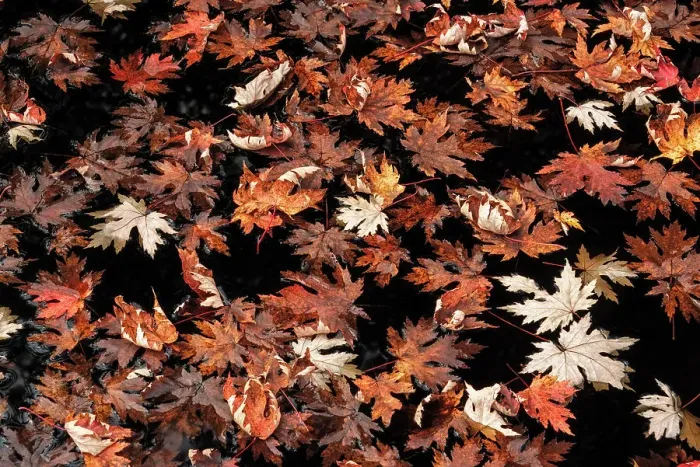 Framed Print : Fallen leaves in pond, Muskoka, Ontario, CAnada Framed Print : Fallen leaves in pond, Muskoka, Ontario, CAnada