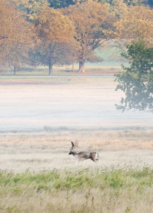 Framed Print : Fallow buck in Richmond Park during rutting season, Surrey, UK Framed Print : Fallow buck in Richmond Park during rutting season, Surrey, UK