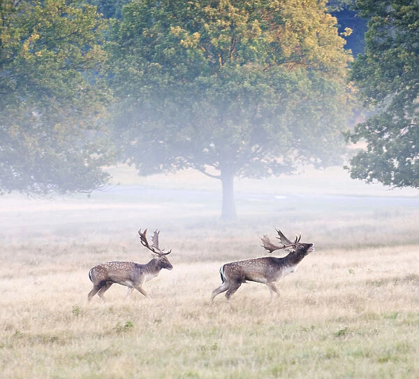 Fallow bucks in Richmond Park during rutting season, Surrey, UK