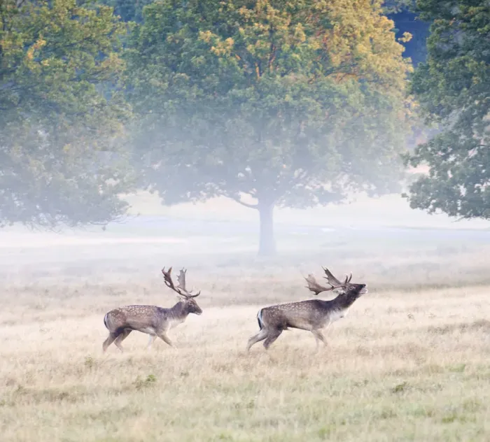 Framed Print : Fallow bucks in Richmond Park during rutting season, Surrey, UK Framed Print : Fallow bucks in Richmond Park during rutting season, Surrey, UK