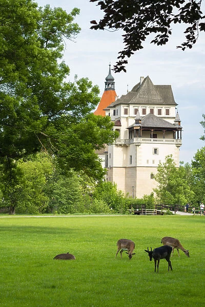 Fallow deer grazing in Zamecky Park of Blatna Castle, Blatna, Strakonice District, South Bohemian Region, Czech Republic