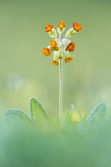Framed Print : False Oxlip, Somerset, England Framed Print : False Oxlip, Somerset, England