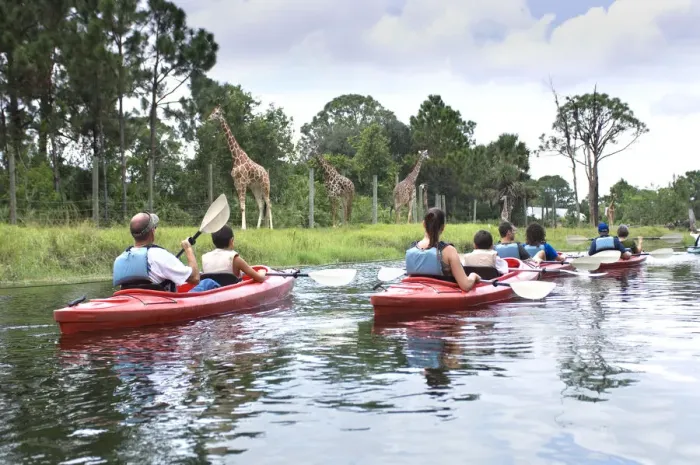 Framed Print : Families Kayaking on River, Giraffes, Expedition Africa Kayaking Tour, Brevard Zoo Framed Print : Families Kayaking on River, Giraffes, Expedition Africa Kayaking Tour, Brevard Zoo