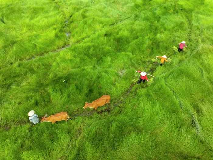 Framed Print : Family and their cows crossing sedge grass field, near Hoi An, Central Vietnam Framed Print : Family and their cows crossing sedge grass field, near Hoi An, Central Vietnam
